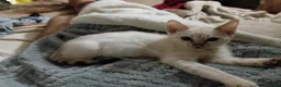 Bengal cats for sale: Snow lynx bengal kittens  - Advert 2