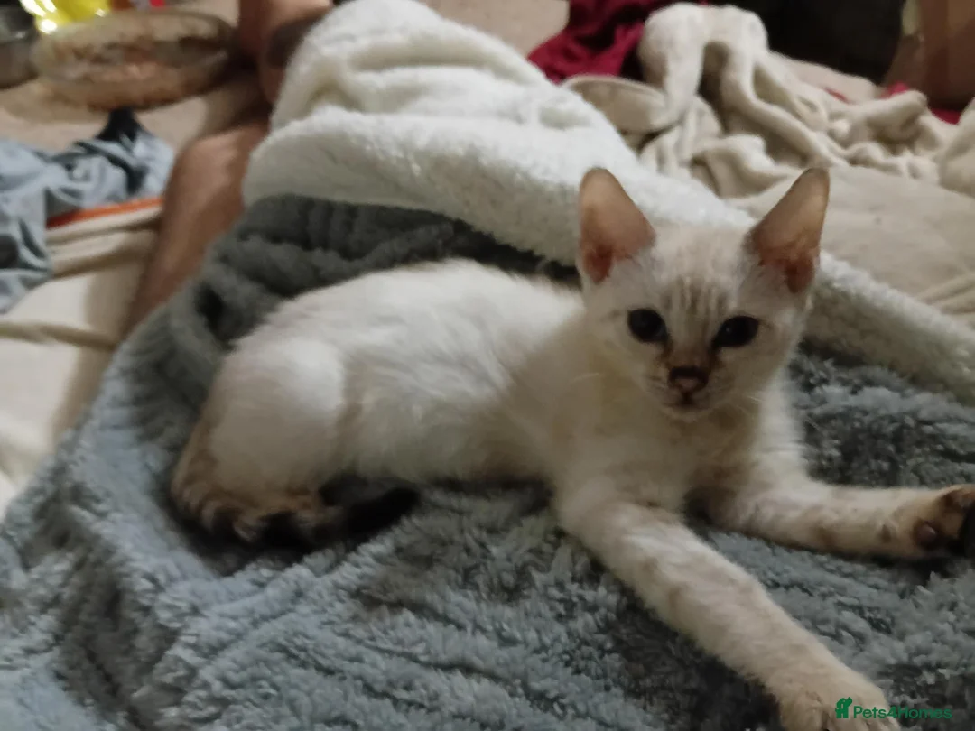 Bengal cats for sale: Snow lynx bengal kittens  - Advert 2