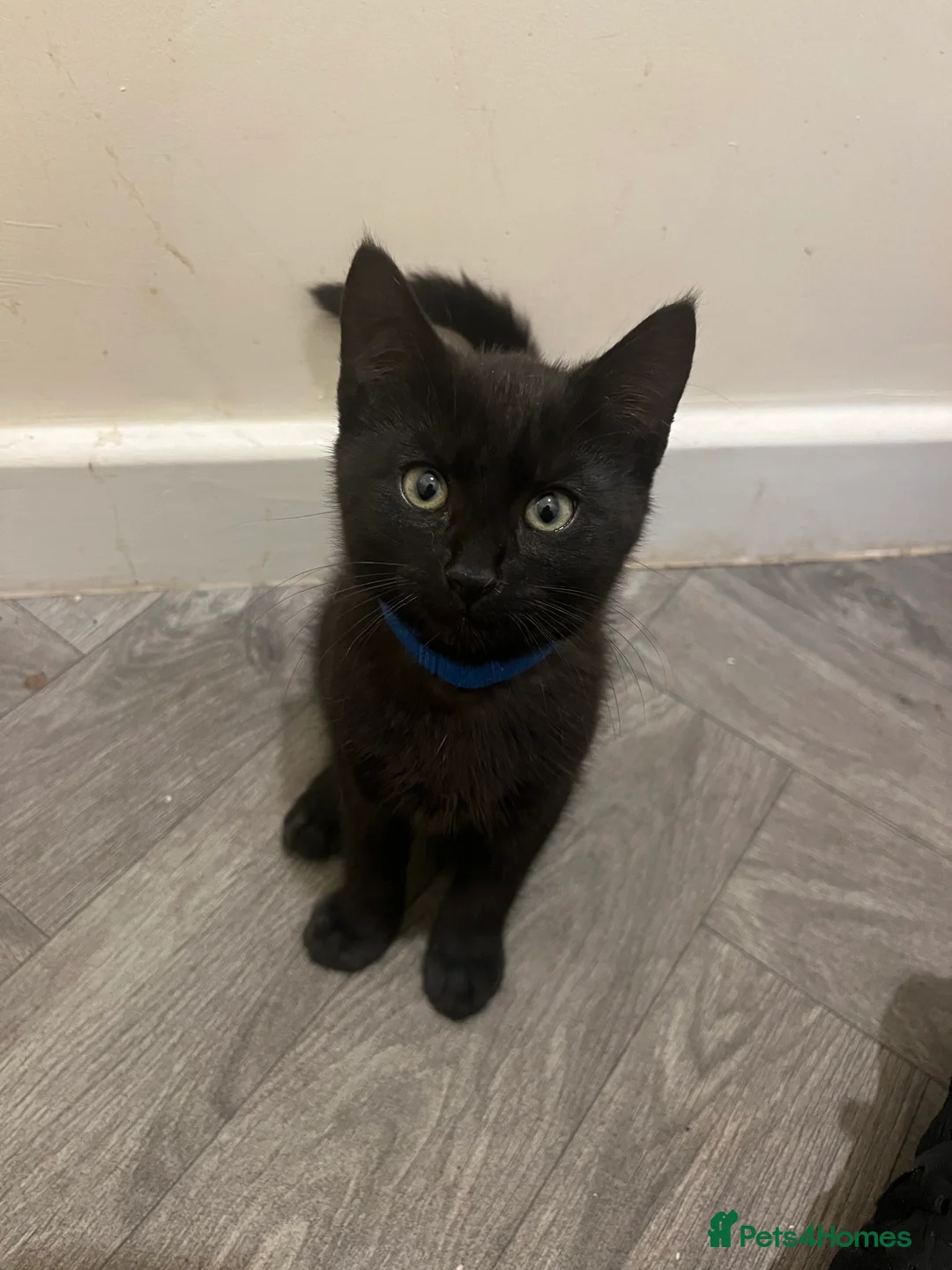 Domestic Shorthair cats for sale: 8 kittens for sale, 3 boys and 5 girls.  in Saint Asaph - Advert 2