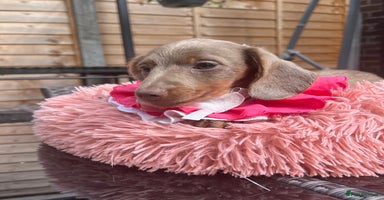 Miniature Dachshund dogs - Advert 11