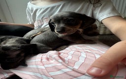 Dachshund dogs for sale: Miniature dachshunds ready now 💗 - Image 14