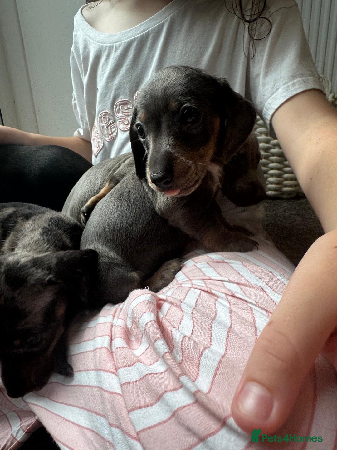Dachshund dogs for sale: Miniature dachshunds ready now 💗 - Image 14