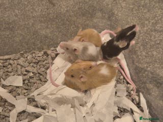 Mouse rodents 8 Male fancy mice available now - Advert 8