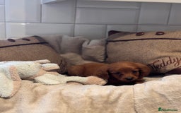 Cavapoo dogs for sale: STANLEY 🎀 - Image 11