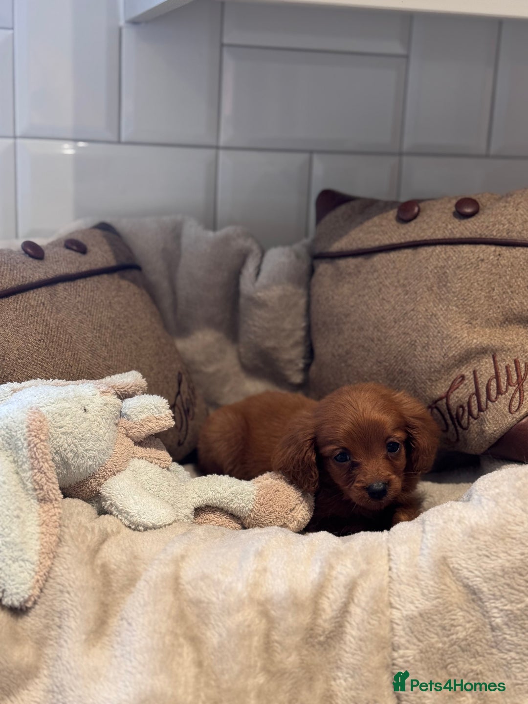 Cavapoo dogs for sale: STANLEY 🎀 - Image 11