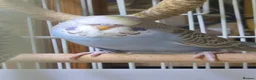 Budgerigars birds for sale: Baby budgies for sale  - Advert 5