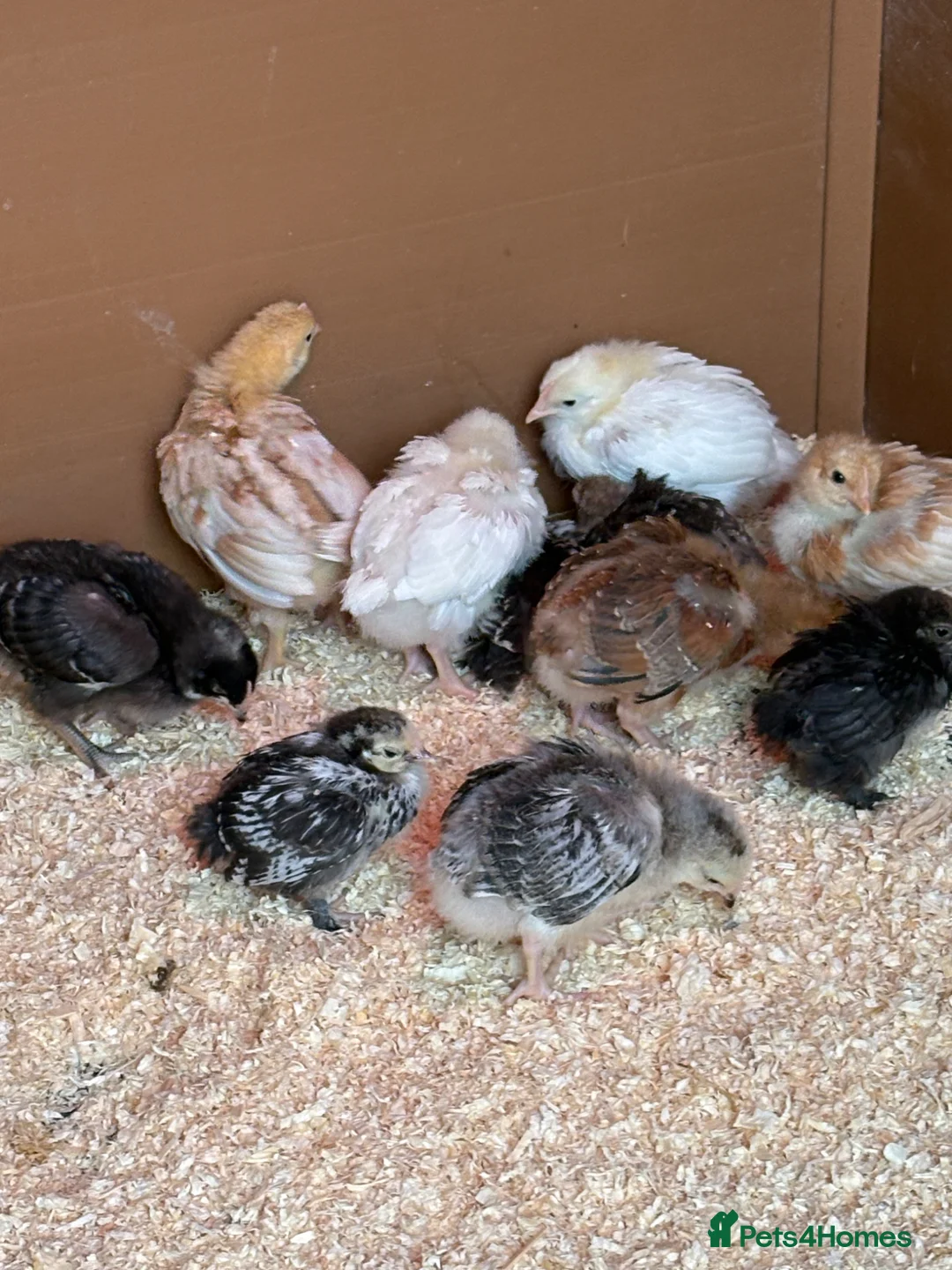 Chickens poultry for sale: Various chicks in Southampton - Advert 2