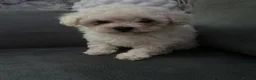 Maltipoo dogs for sale: Multipoo - Advert 7