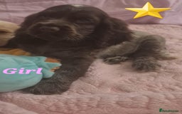 Cocker Spaniel dogs for sale: 🐶PRA FA HEALTH TESTED Show Cocker Spaniels Ready - Image 25