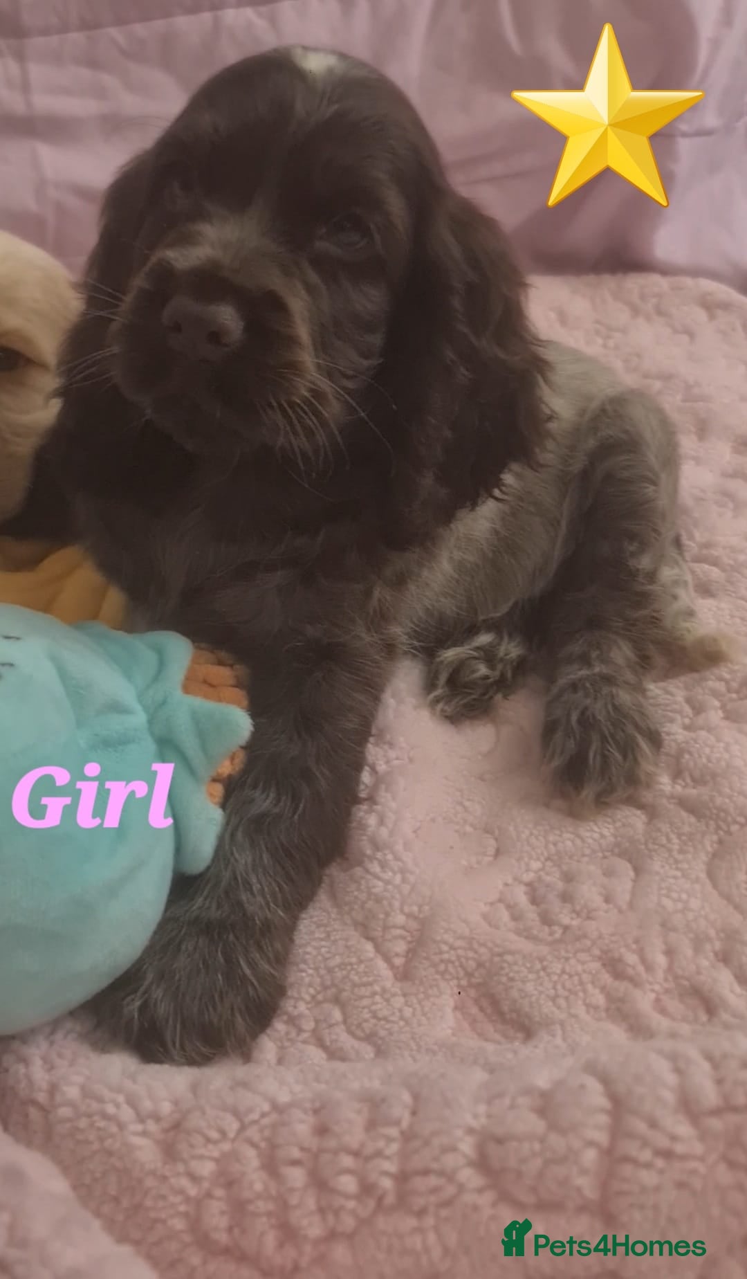 Cocker Spaniel dogs for sale: 🐶PRA FA HEALTH TESTED Show Cocker Spaniels Ready - Image 25