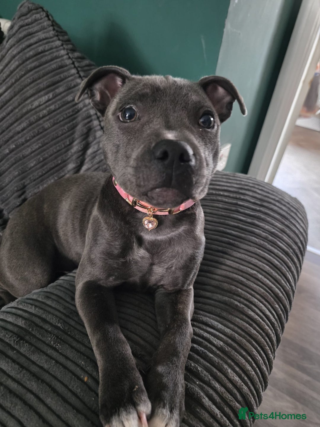 Staffordshire Bull Terrier dogs for sale: LUNA THE STAFFORDSHIRE BULL TERRIER  - Advert 1