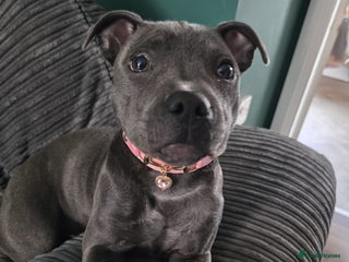 Staffordshire Bull Terrier dogs LUNA THE STAFFORDSHIRE BULL TERRIER - Advert 1