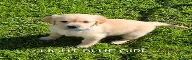 Golden Retriever Light Blue Girl