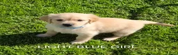 Golden Retriever dogs for sale: KC GOLDEN RETRIEVER PUPPIES  - Advert 12