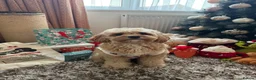Cavapoochon dogs for sale: Cavapoochons fully health tested parents  - Advert 9