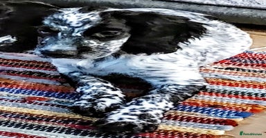 Sprocker dogs - Advert 6