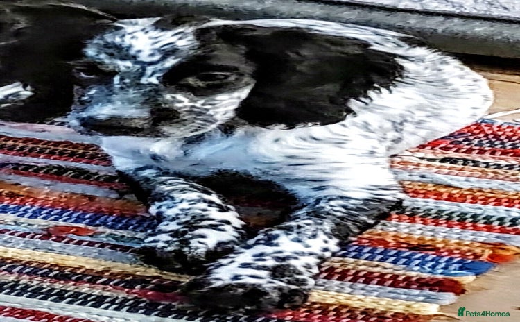 Sprocker dogs - Advert 3