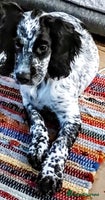 Sprocker dogs - Advert 5