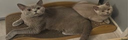 British Shorthair cats for sale: 🐾 British Shorthair Kittens Looking for Homes 🏡 - Advert 7