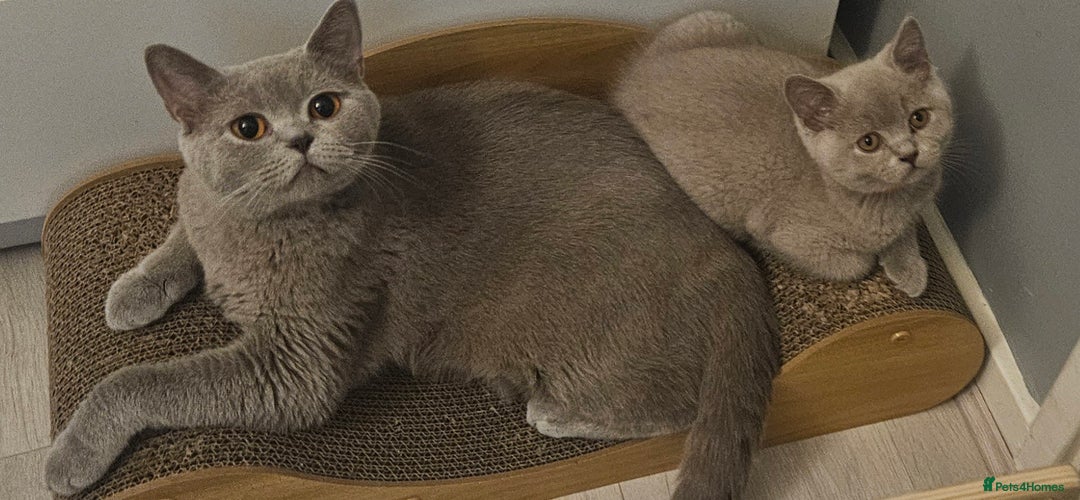 British Shorthair cats for sale: 🐾 British Shorthair Kittens Looking for Homes 🏡 - Advert 7