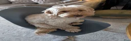 Cockapoo dogs for sale: 2 x Cockapoos - Advert 9