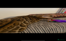 Bengal cats for sale: Male Bengal  - Image 1