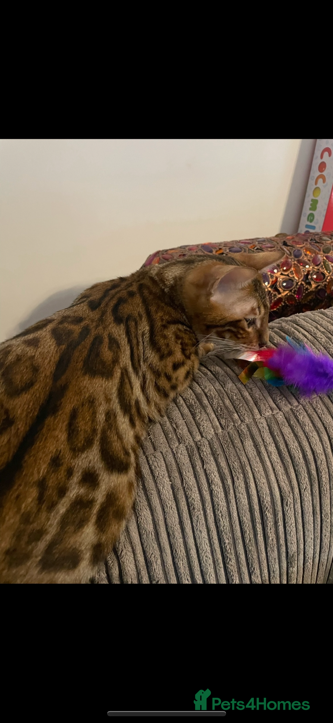 Bengal cats for sale: Male Bengal  - Image 1