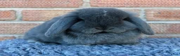 Mini Lop rabbits for sale: Mini Lops - Advert 5
