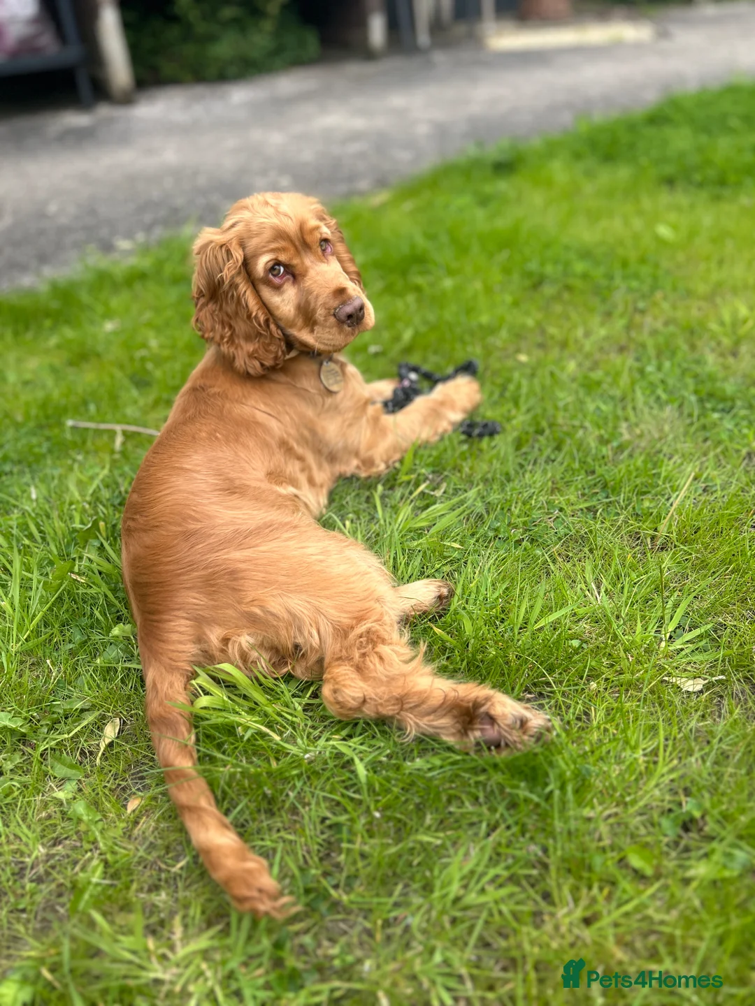 Cocker Spaniel dogs for sale: Show to cocker Spaniel girl puppy - Advert 4