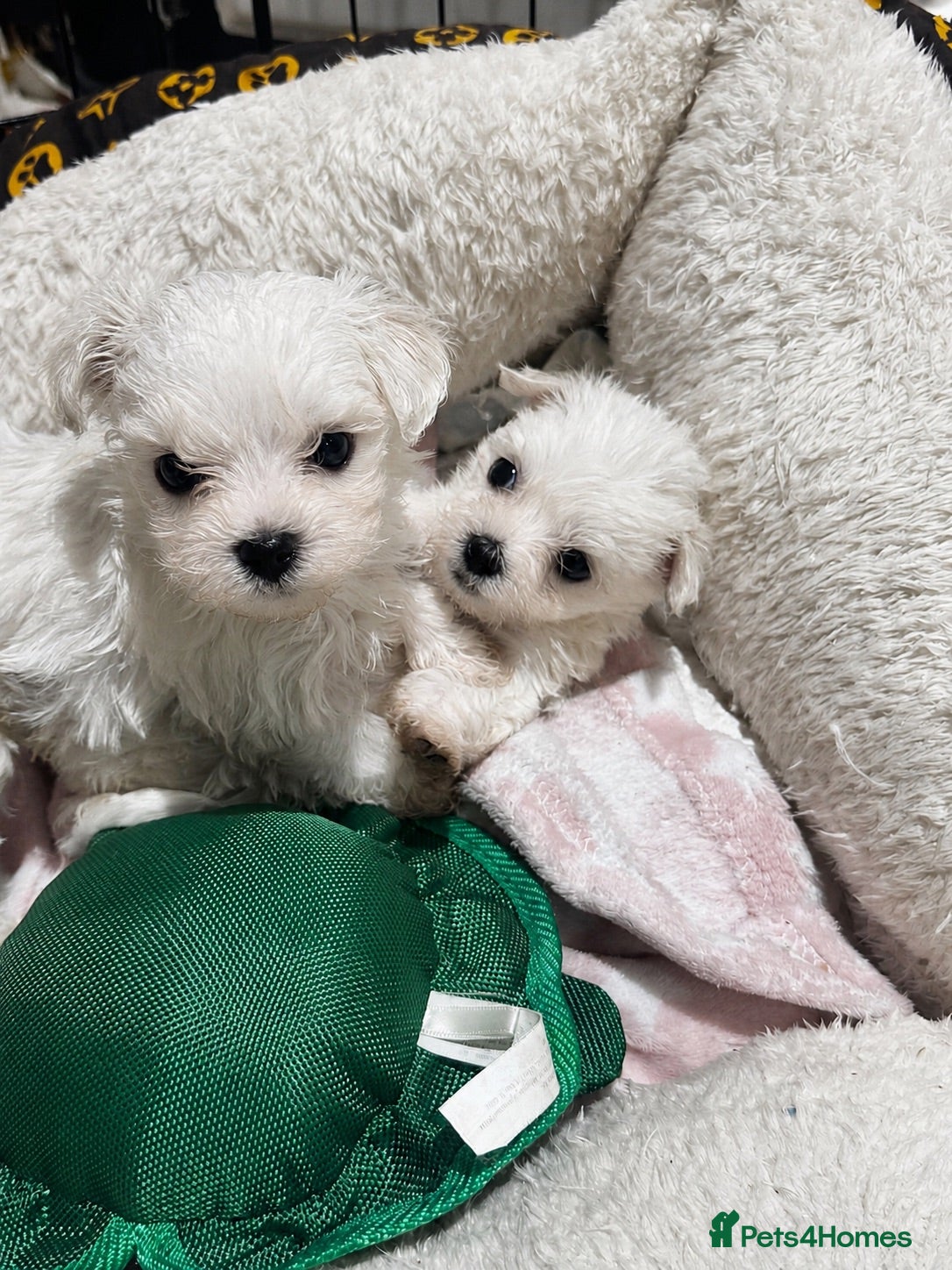 Maltese dogs Maltese Puppies - Advert 7