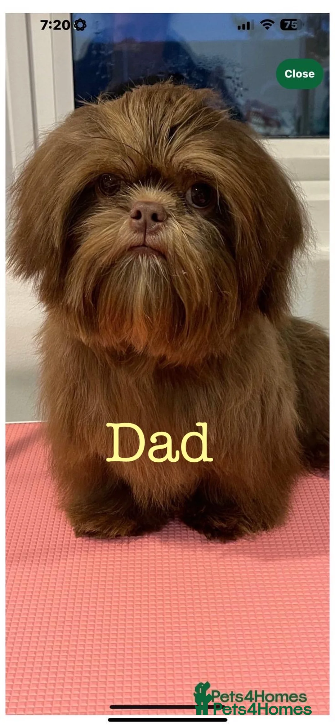 Shih Tzu dogs for sale: Shih Tzu Beauties, Imperial lines - Advert 7
