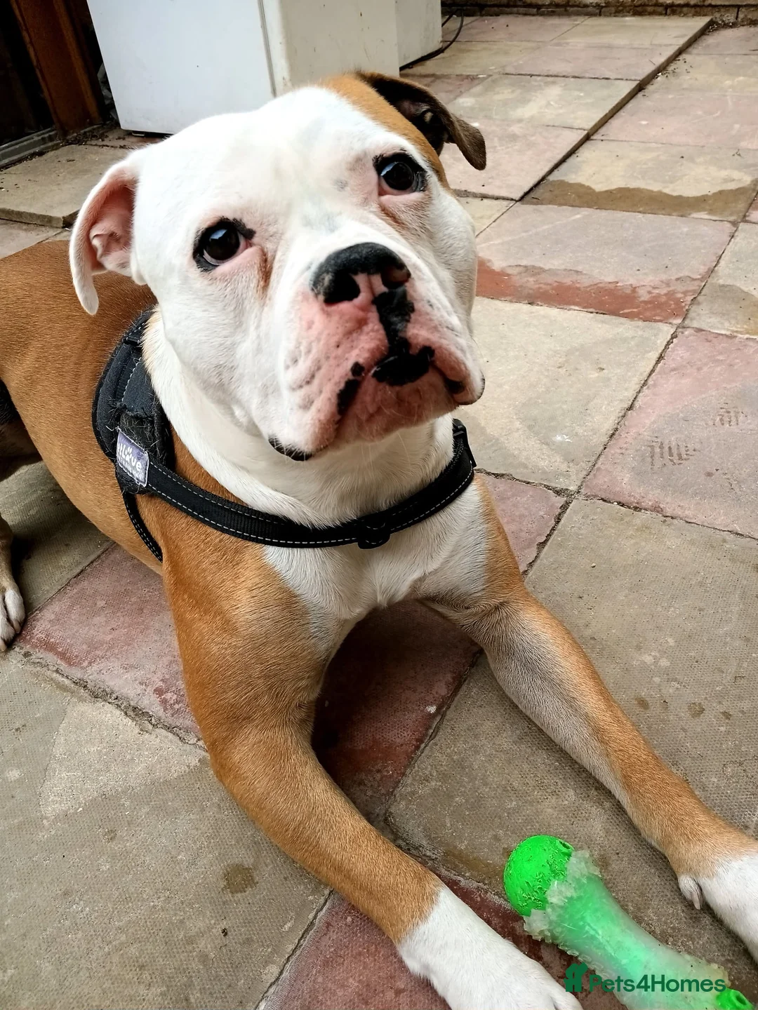 American Bulldog dogs for sale: Apollo American bull dog 2 years old  in Hartlepool - Advert 2