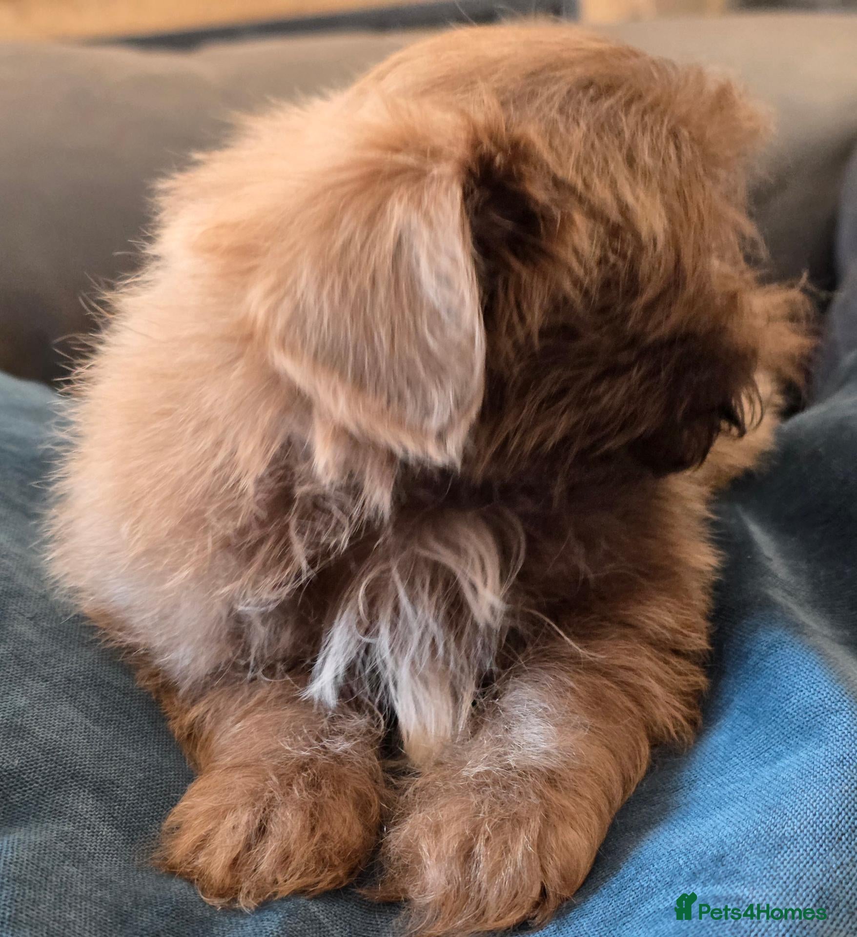 Shih Tzu dogs Offers considered Amazi imperial shih tzu puppies  - Advert 2
