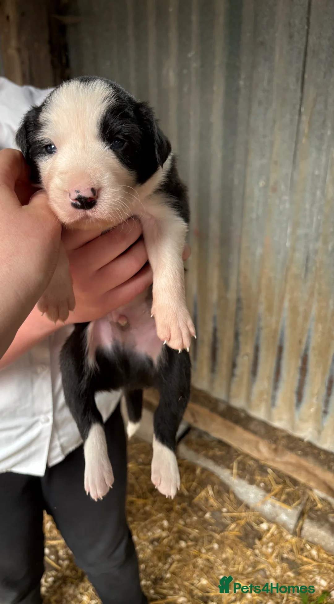 Mixed Breed dogs for sale: Gorgeous mixed collie pups in Llanfyllin - Advert 1