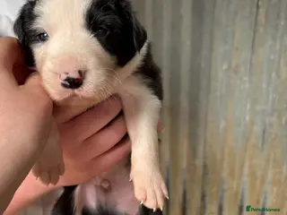 Mixed Breed dogs Gorgeous mixed collie pups - Advert 3