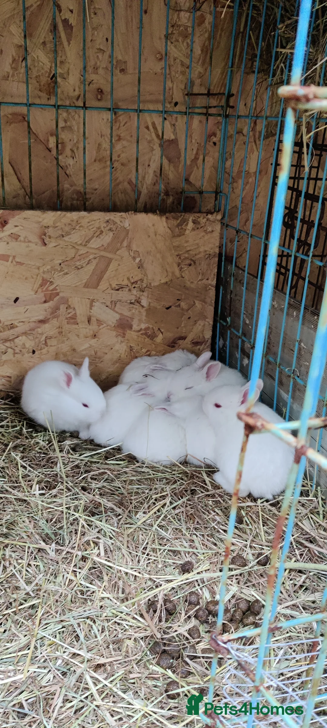 New Zealand rabbits for sale: New Zealand White Pure Bred Rabbits in Kidwelly - Advert 1
