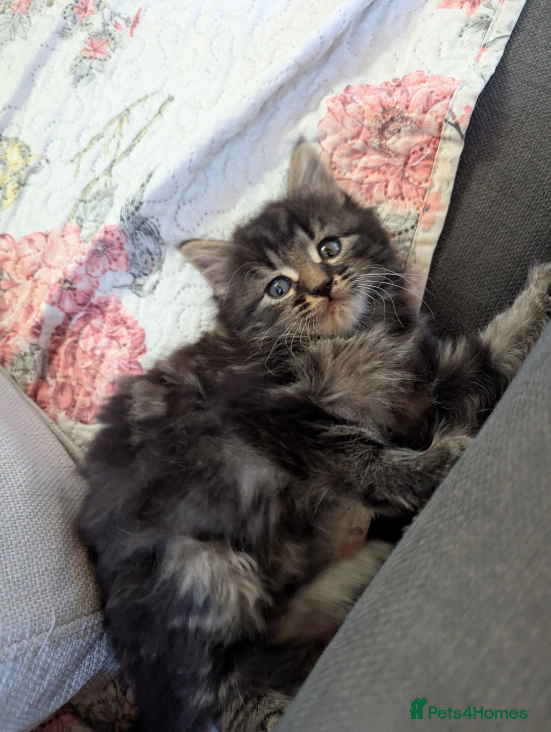 Bombay cats for sale: Different prices Bombay X long hair  - Image 2