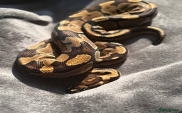 Python Snake reptiles for sale: Ball pythons, babies and adults various morphs - Image 7