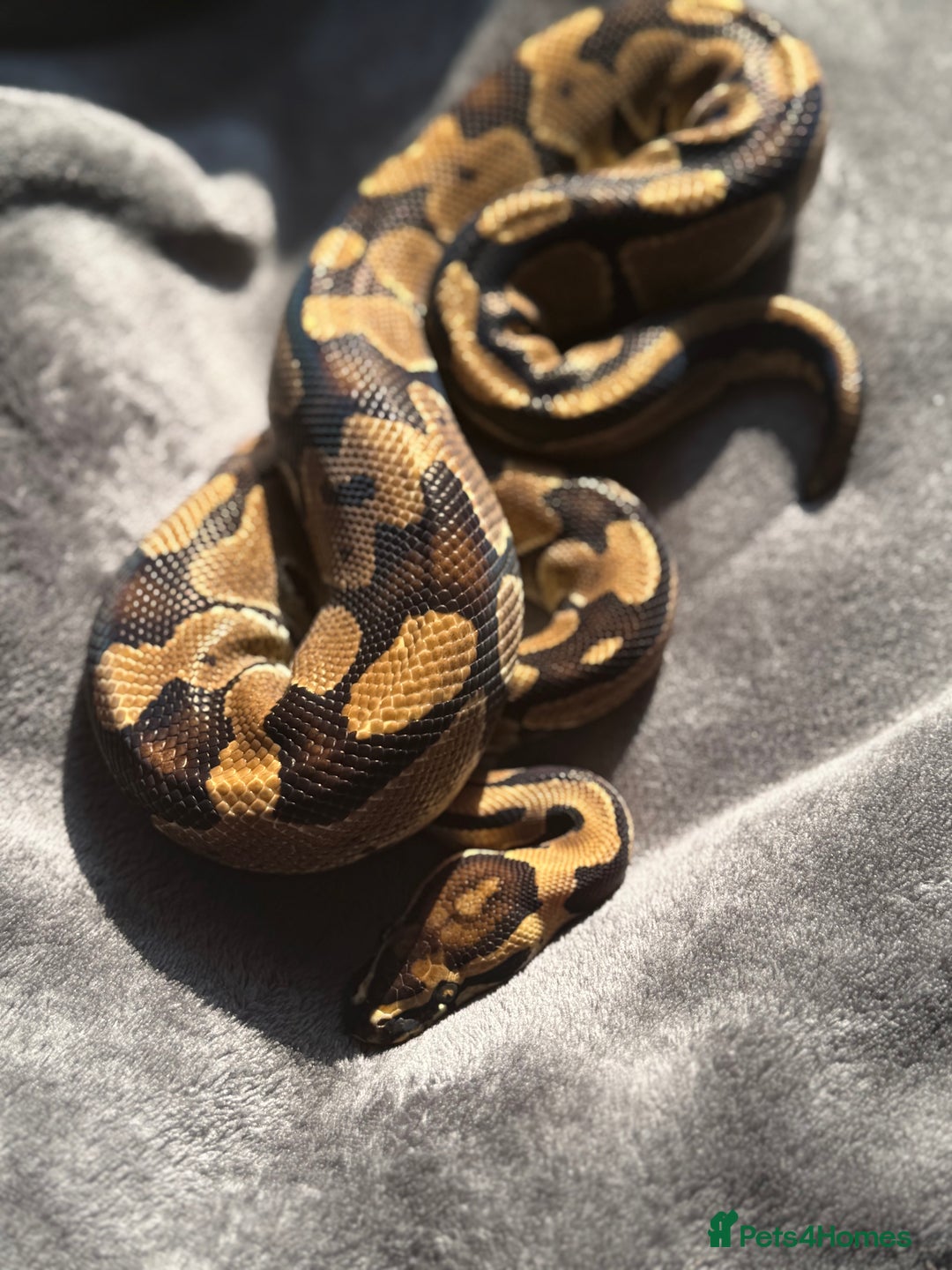 Python Snake reptiles for sale: Ball pythons, babies and adults various morphs - Image 7