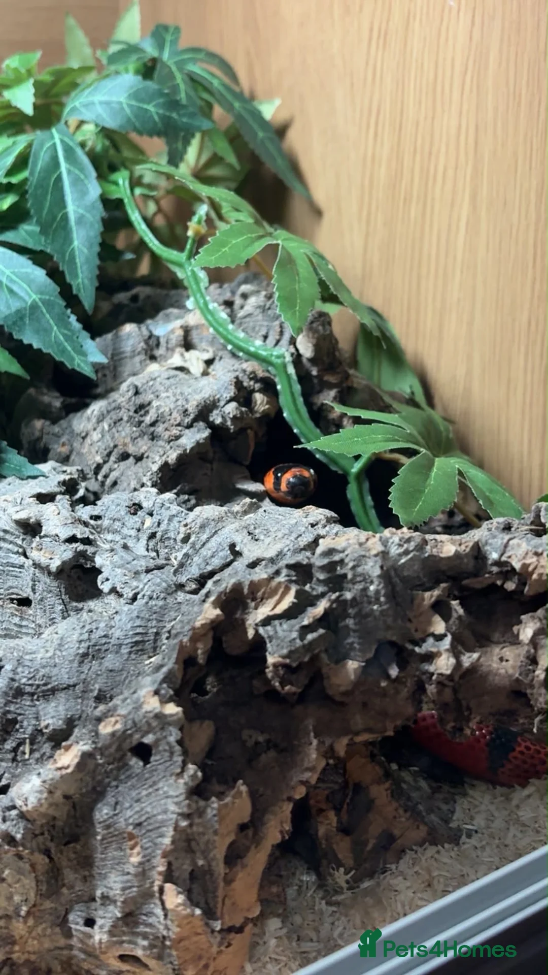 Milk Snake reptiles for sale: Honduran milk snake - Advert 2