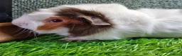 Guinea Pig rodents for sale: Attractive baby boy Guinea Pigs - Advert 14