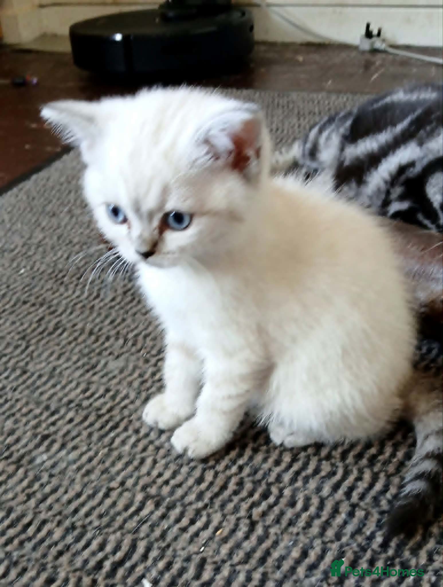 British Shorthair cats Bsh.X Scottish fold colorpoint.  - Advert 18