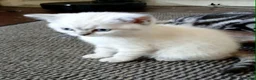 British Shorthair cats for sale: Bsh X Scotish stright kitten colorpoint-girl. - Advert 6