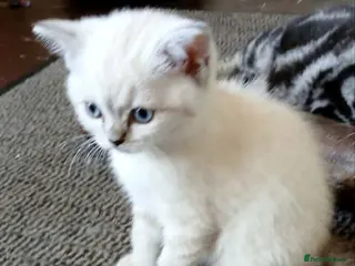 British Shorthair cats Bsh.X Scottish fold colorpoint. - Advert 18