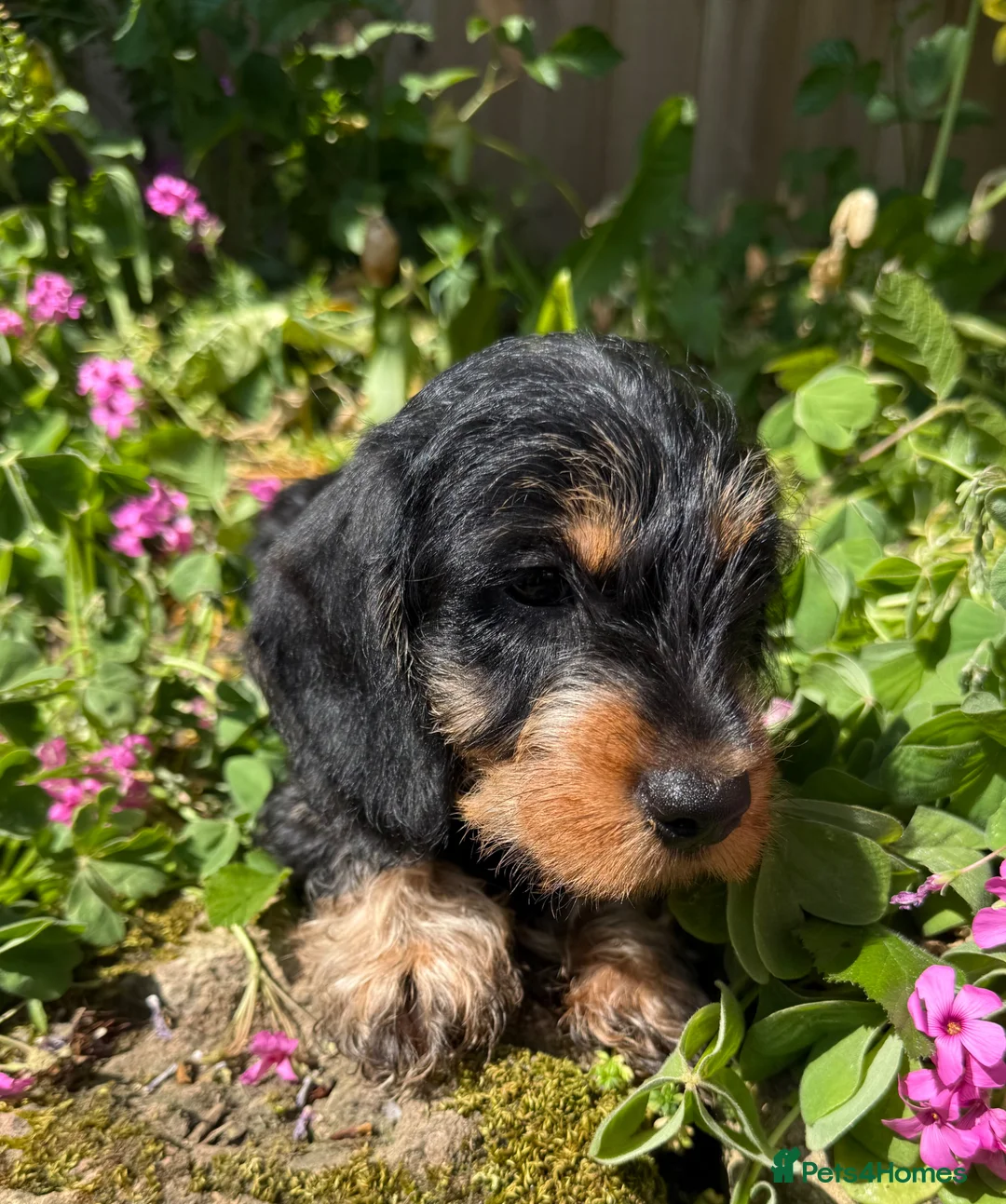 Dachshund dogs for sale: Kc registered miniature wire haired - Advert 1
