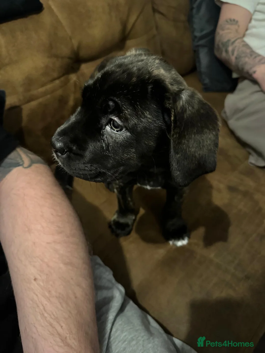 Mixed Breed dogs for sale: Angel the cane canario in Buckingham - Advert 3