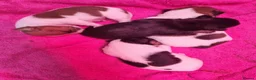 Jack Russell dogs for sale: Jack Russell Pups  - Advert 3