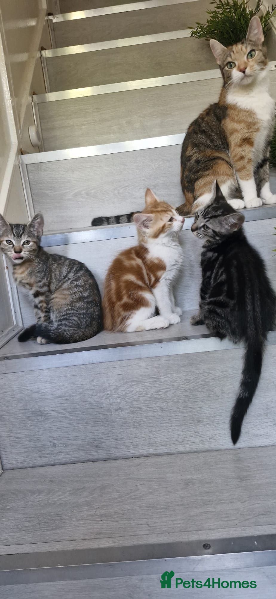 Mixed Breed cats Kittens for Sale – Ready for Their Forever Homes  - Advert 6