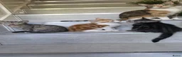 Mixed Breed cats for sale: Kittens for Sale – Ready for Their Forever Homes  - Advert 1