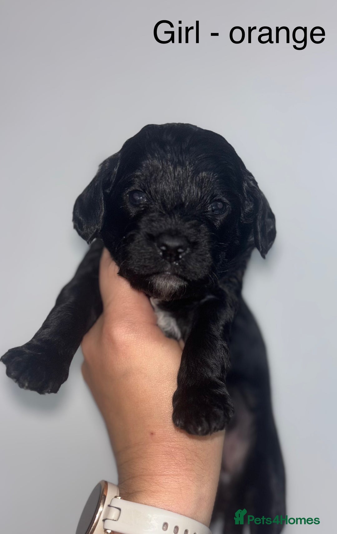 Cockapoo dogs for sale: F1 cockapoos - Image 4